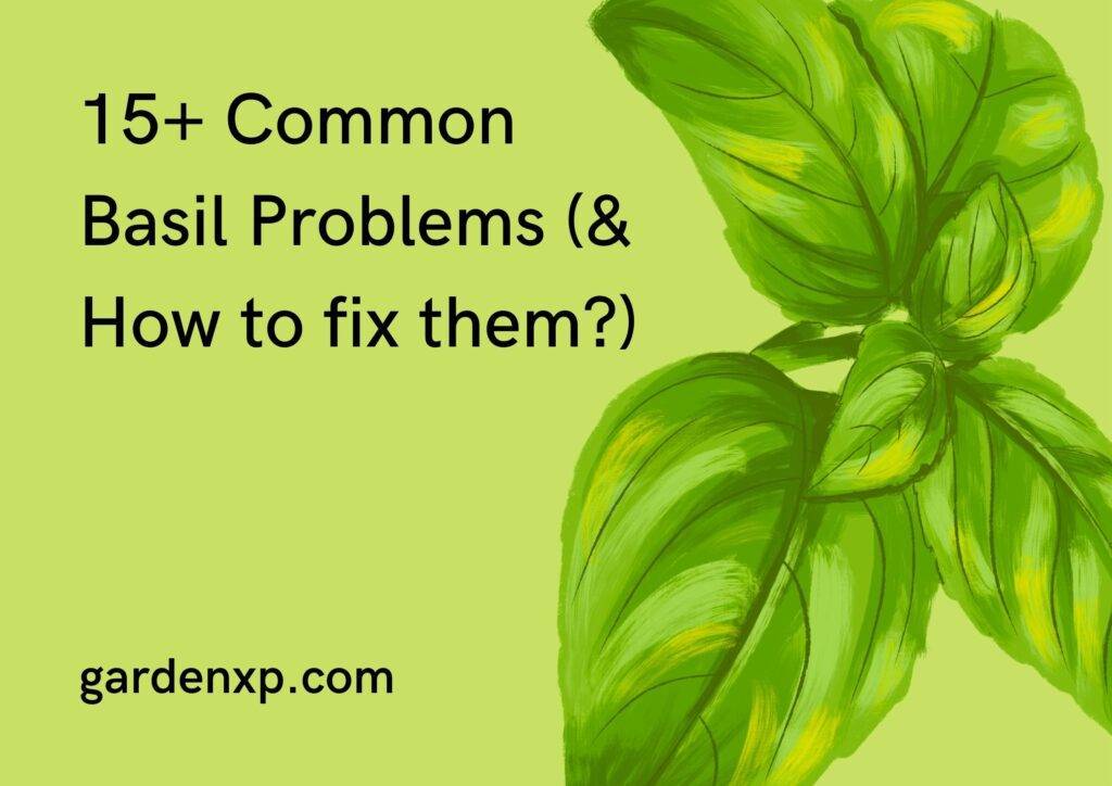 15+ Common Basil Problems (& How to fix them?)