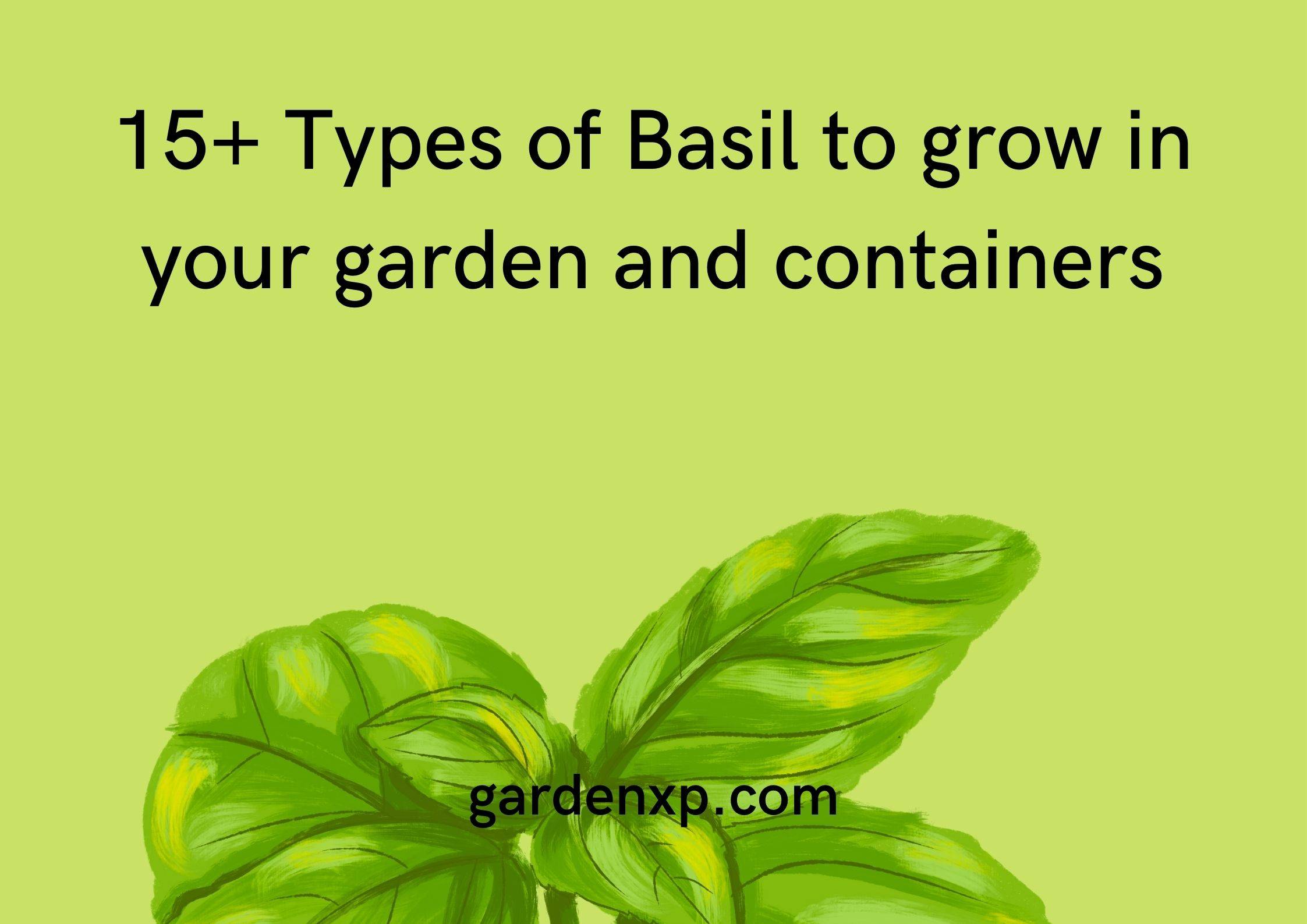 15+ Types of Basil to grow in your garden and containers