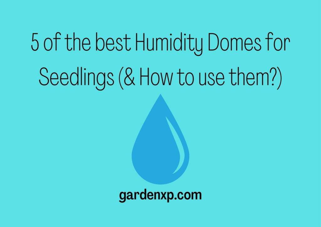 5 of the best Humidity Domes for Seedlings (& How to use them?)