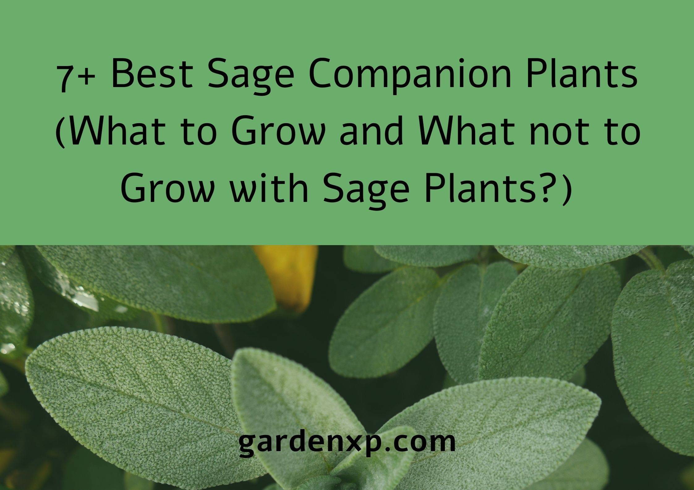 7+ Best Sage Companion Plants (What to Grow and What not to Grow with Sage Plants?)