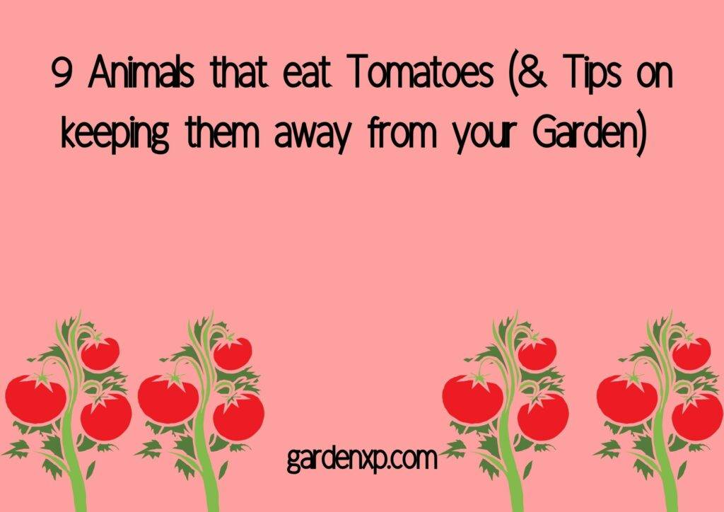 9 Animals that eat Tomatoes (& Tips on keeping them away from your Garden) 