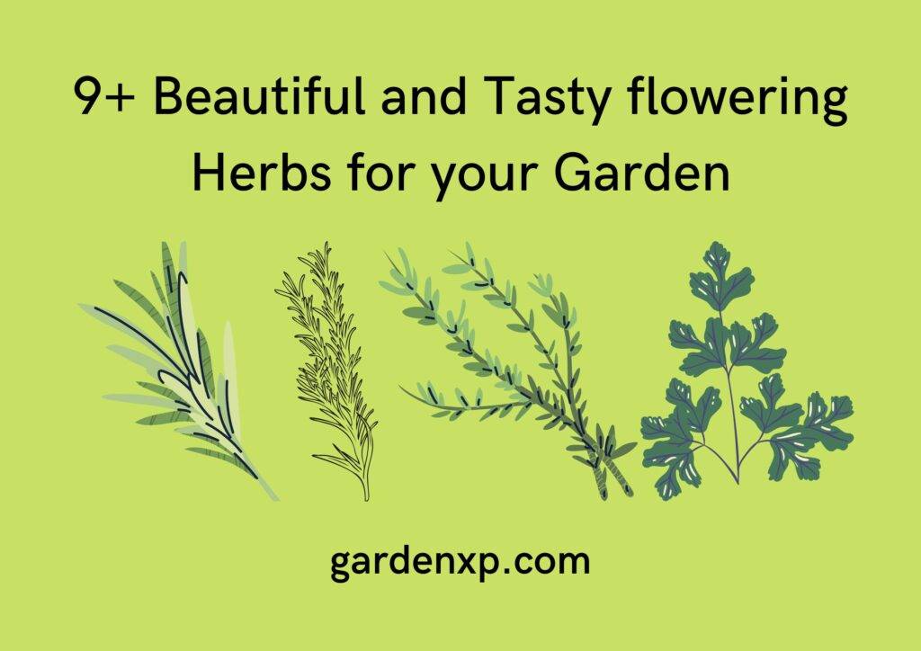 9+ Beautiful and Tasty flowering Herbs for your Garden