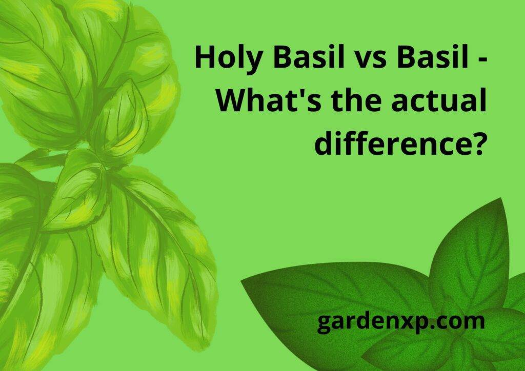 Holy Basil vs Basil - What's the actual difference?