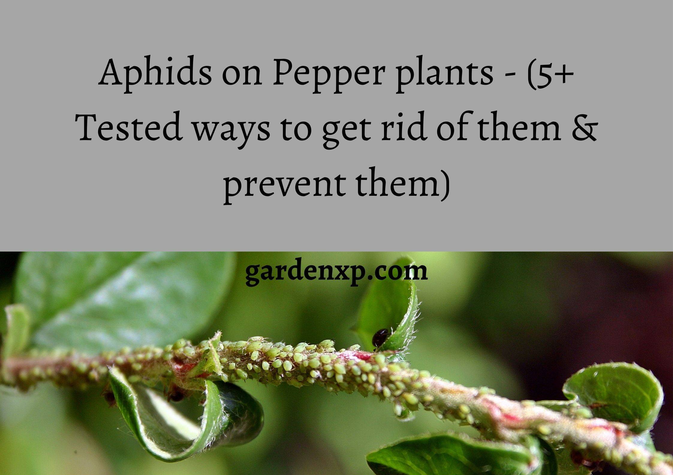 Aphids on Pepper plants - (5+ Tested ways to get rid of them & prevent them)