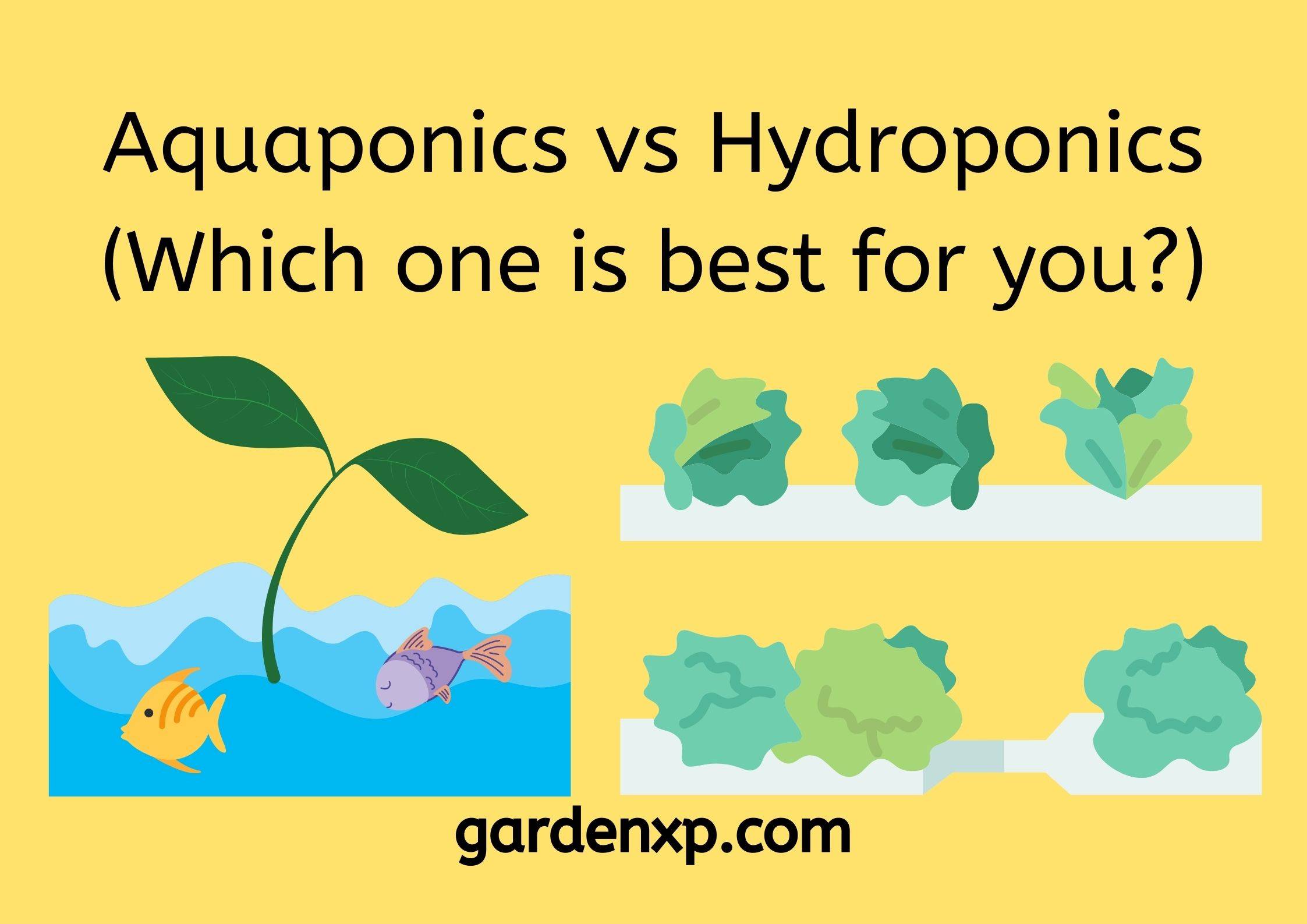 <strong>Aquaponics vs Hydroponics (Which one is best for you?)</strong>