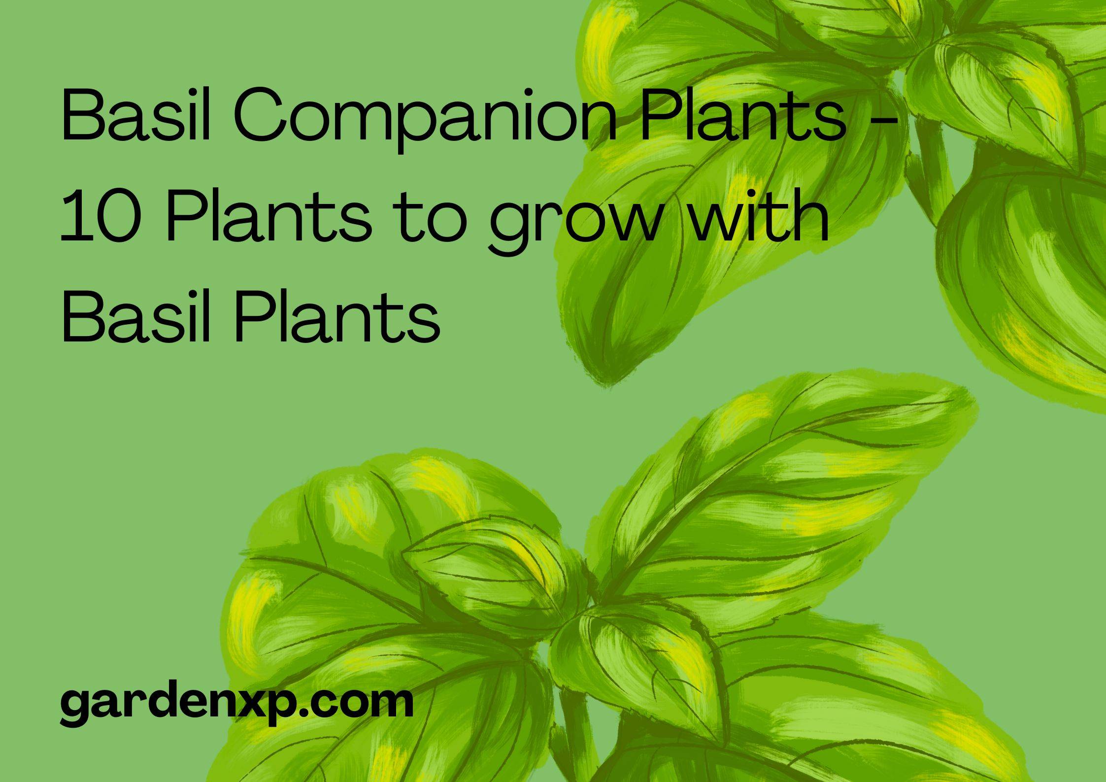 Basil Companion Plants - 10 Plants to grow with Basil Plants