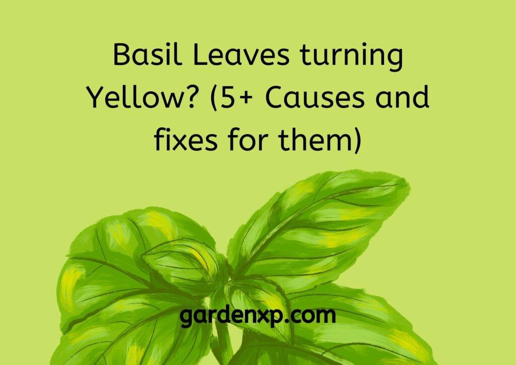 Basil Leaves turning Yellow (5+ Causes and fixes for them)