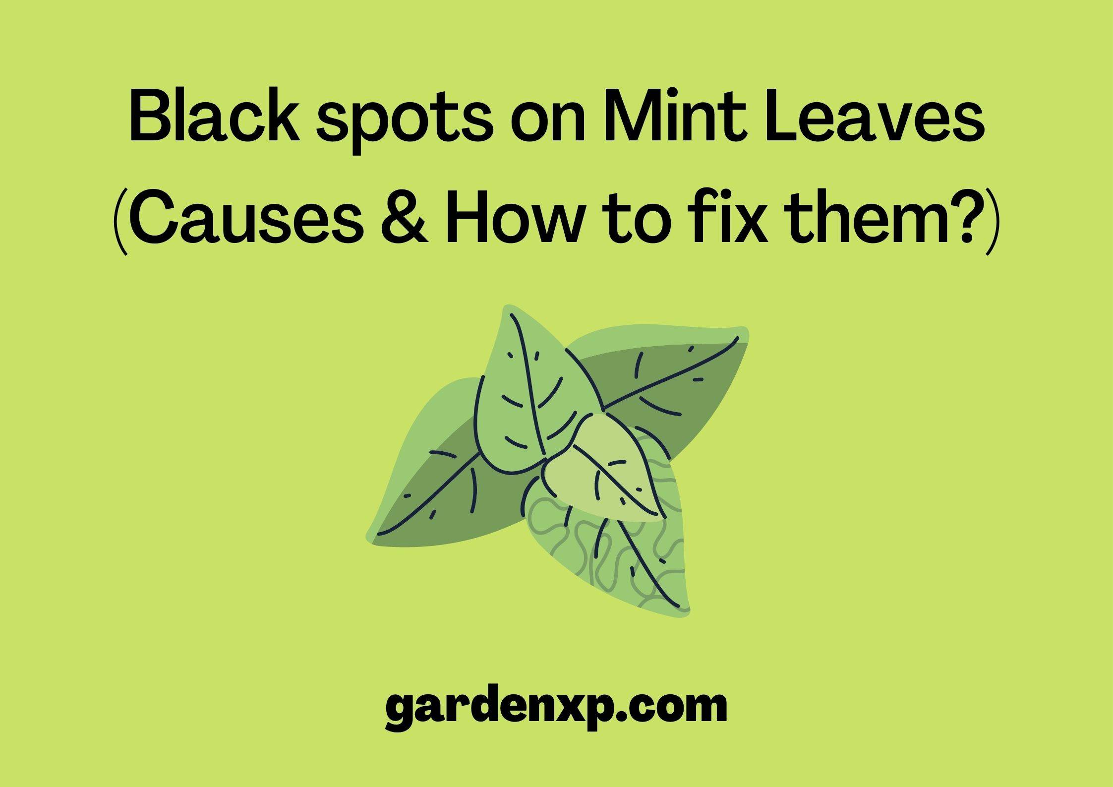 Black spots on Mint Leaves (Causes & How to fix them?)