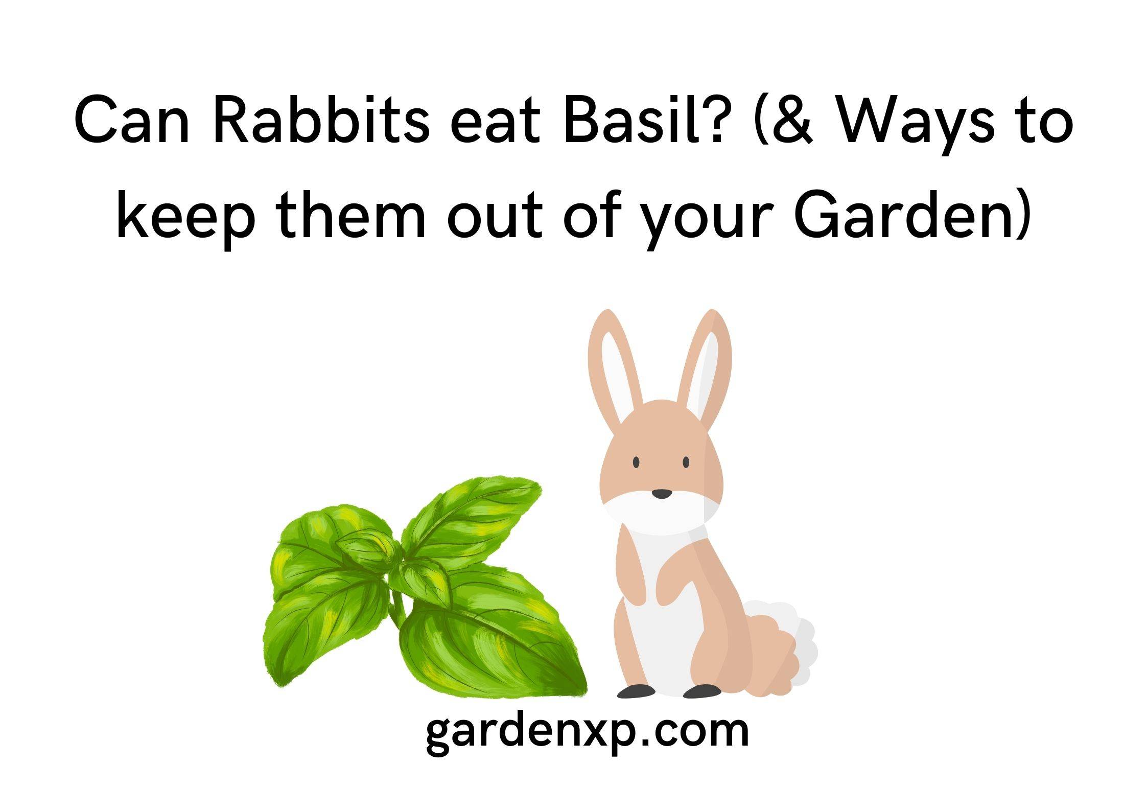 Can Rabbits eat Basil? (& Ways to keep them out of your Garden)