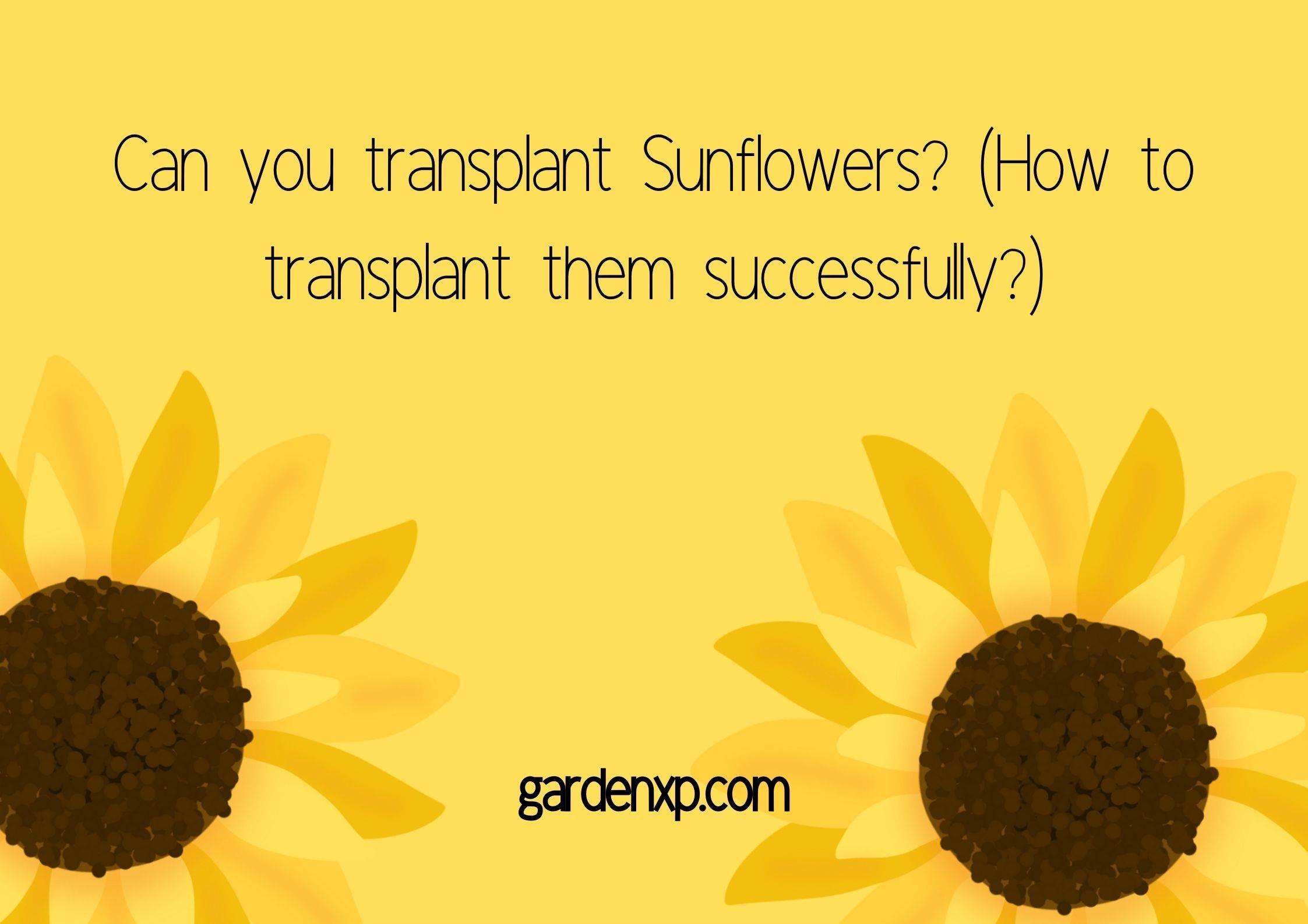 Can you transplant Sunflowers? (How to transplant them successfully?)