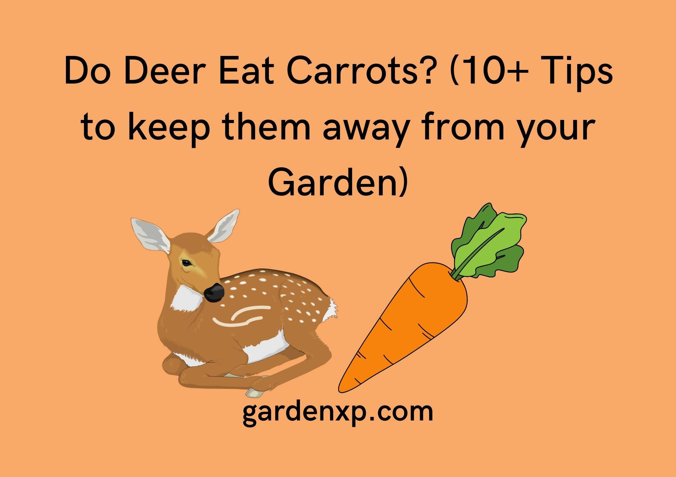 <strong>Do Deer Eat Carrots? (10+ Tips to keep them away from your Garden)</strong>