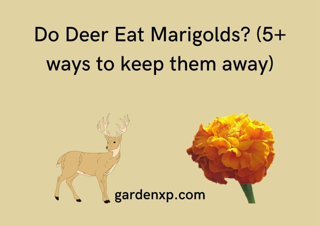 Do Deer Eat Marigolds? (5+ ways to keep them away)