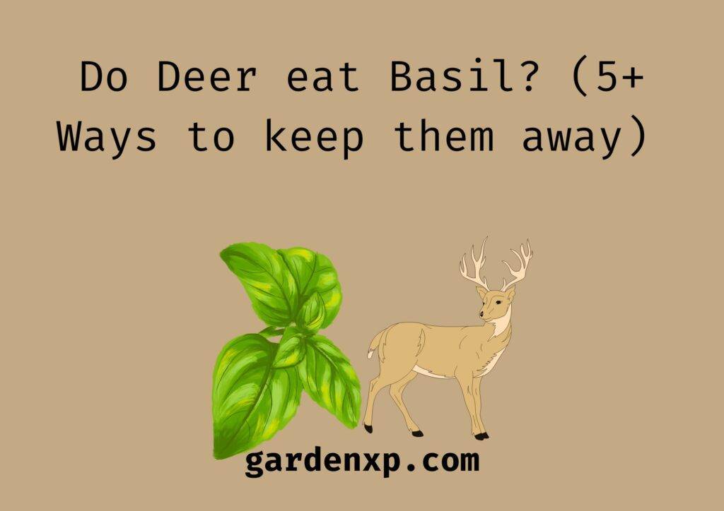 Do Deer eat Basil? (5+ Ways to keep them away) 