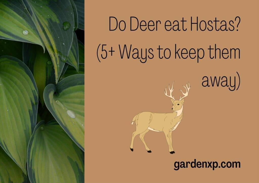 Do Deer eat Hostas? (5+ Ways to keep them away)