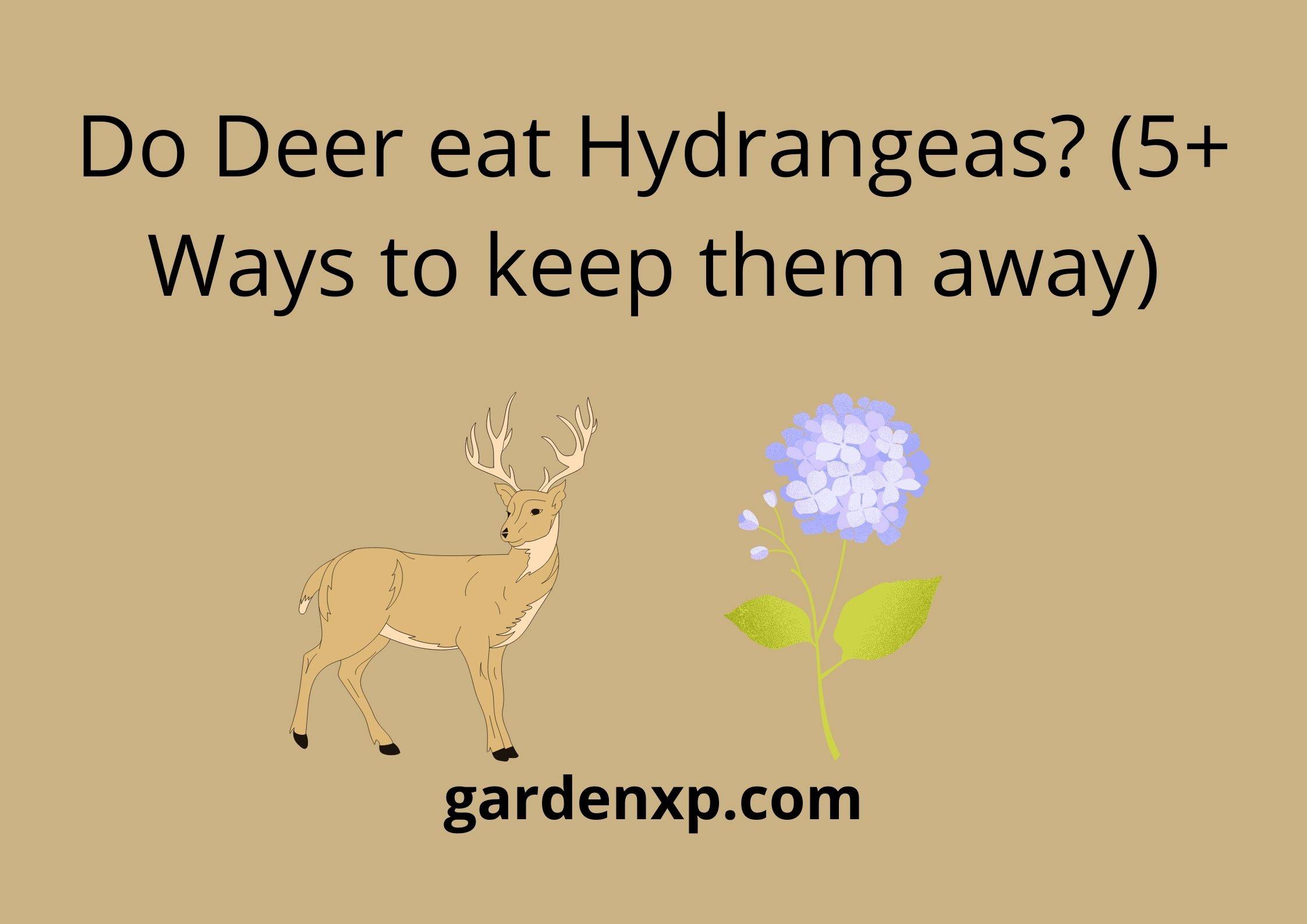 Do Deer eat Hydrangeas? (5+ Ways to keep them away)