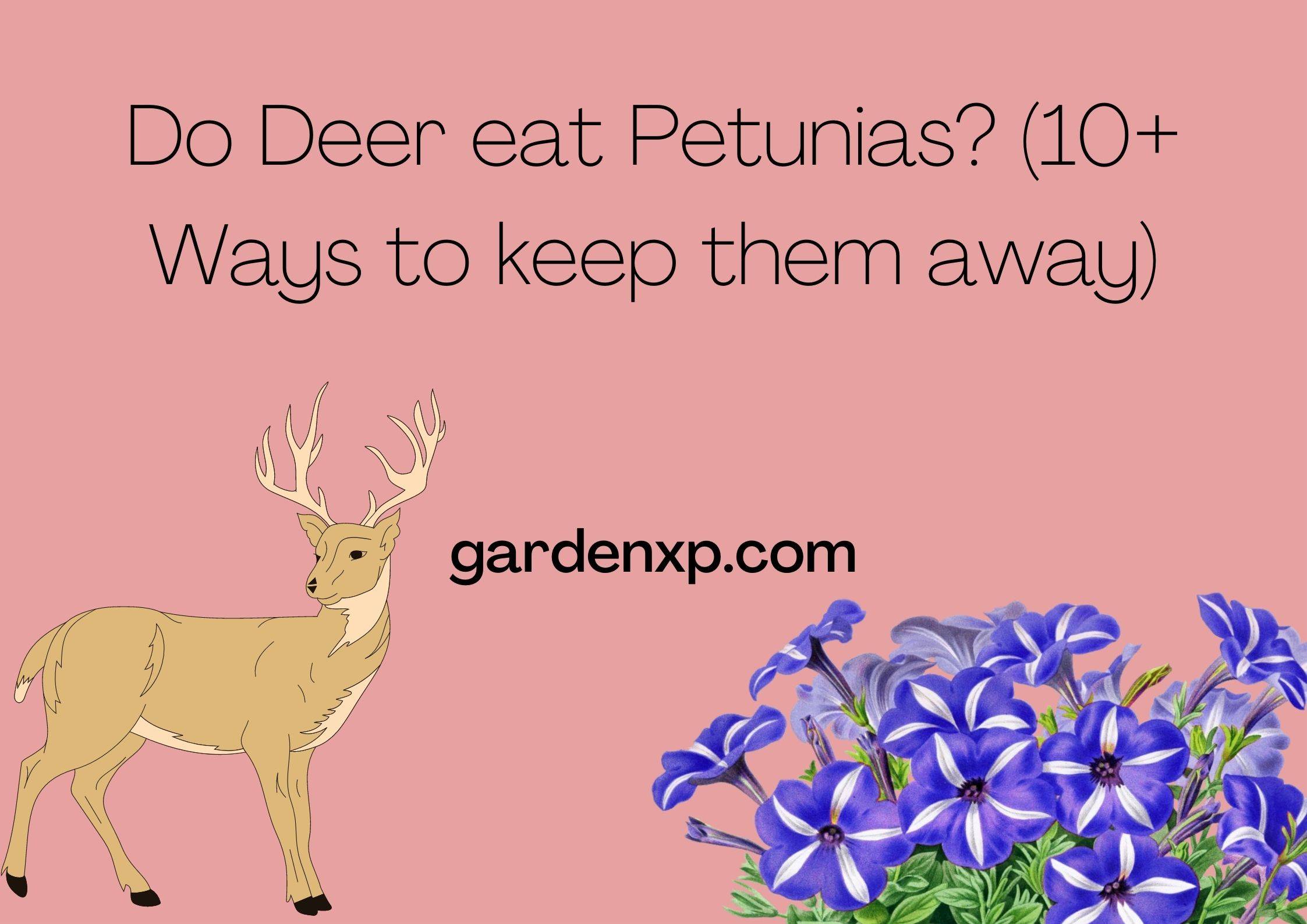 Do Deer eat Petunias? (10+ Ways to keep them away)