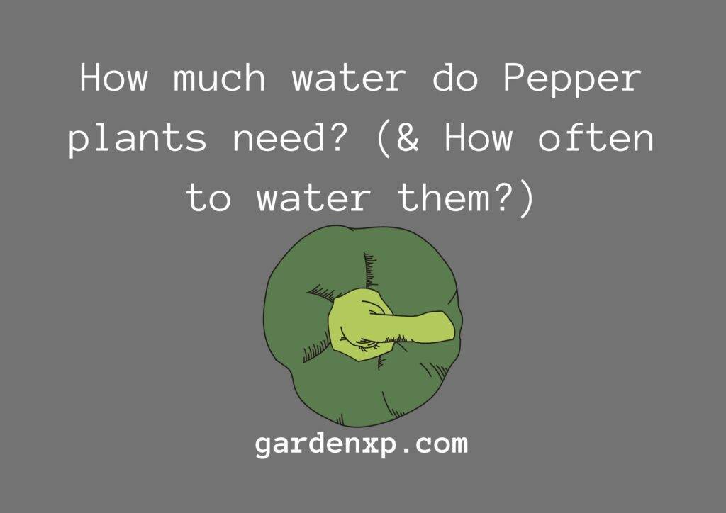 How much water do Pepper plants need? (& How often to water them?)