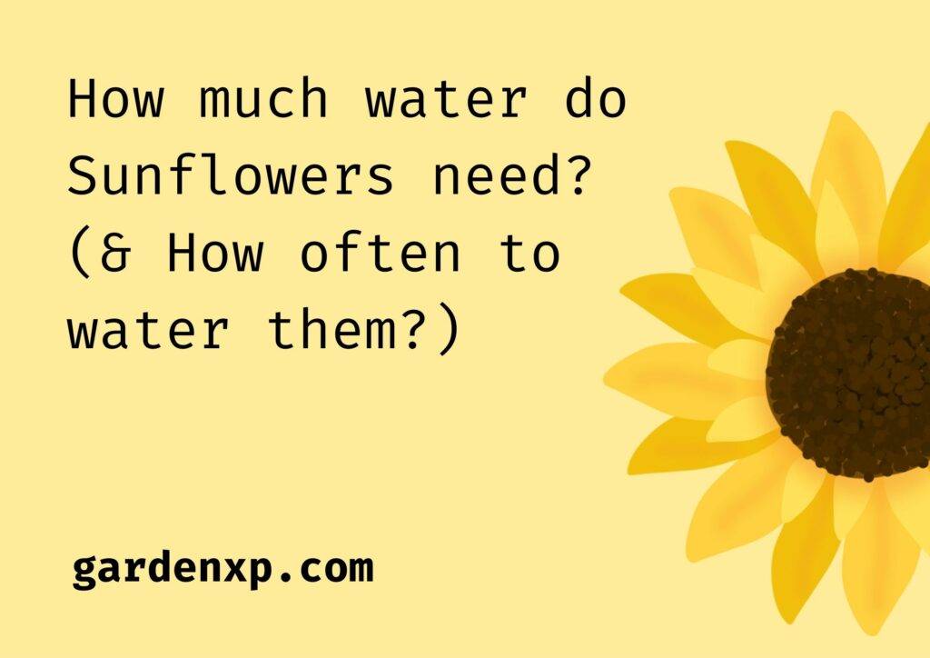 How much water do Sunflowers need? (& How often to water them?)