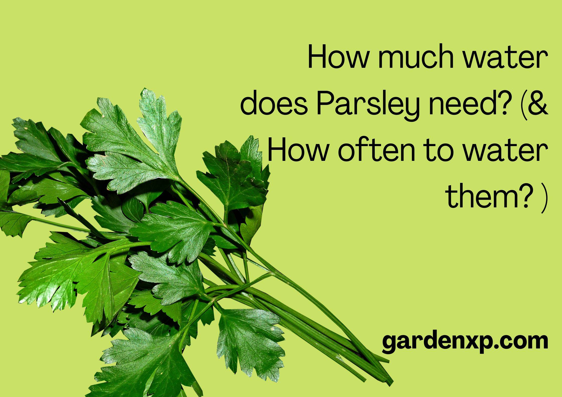 How much water does Parsley need? (& How often to water them? )