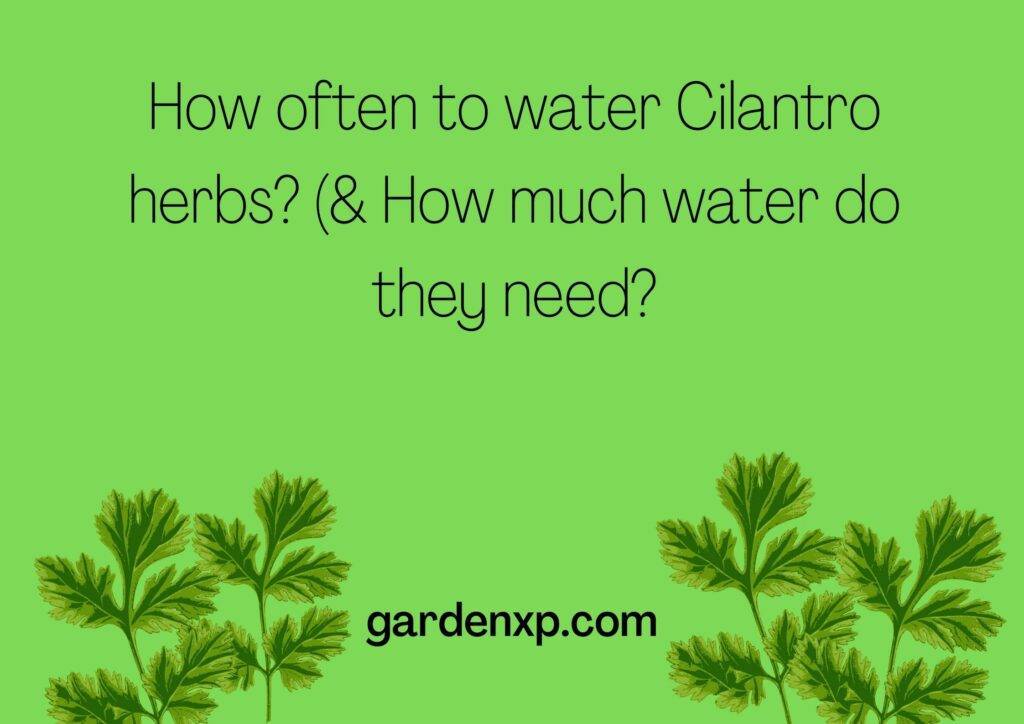 How often to water Cilantro herbs? (& How much water do they need?