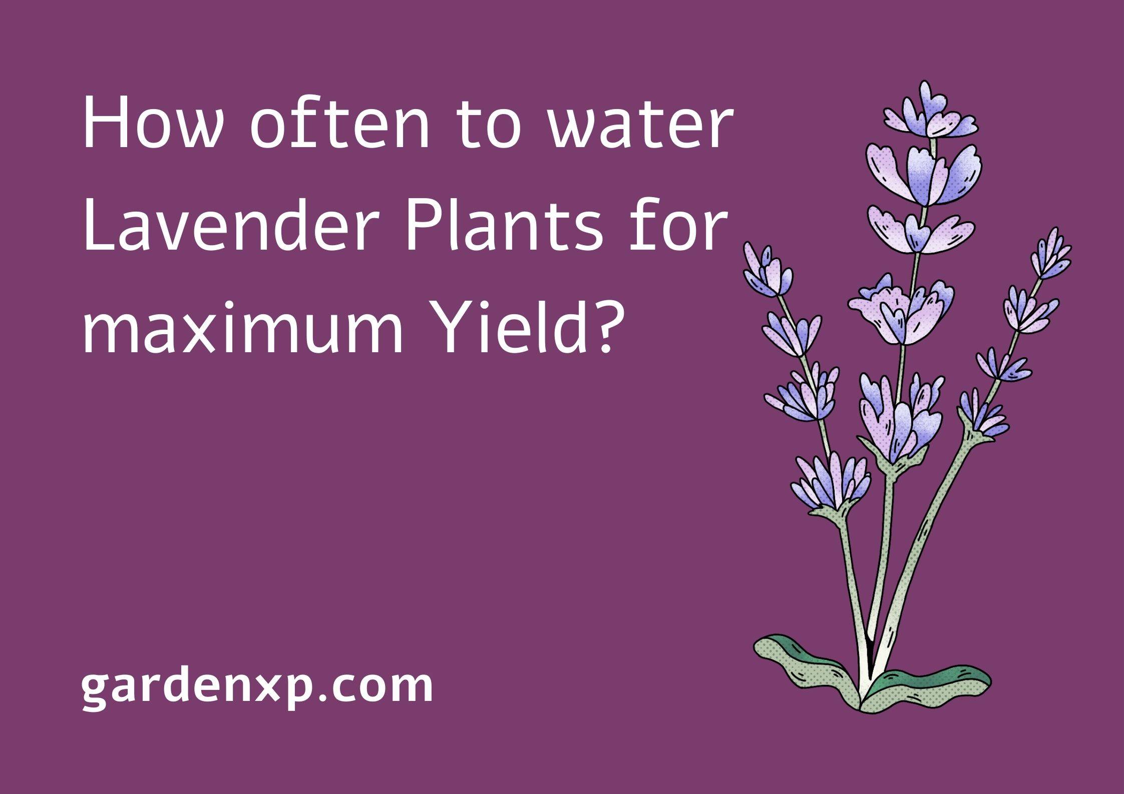 How often to water Lavender Plants for maximum yield? 