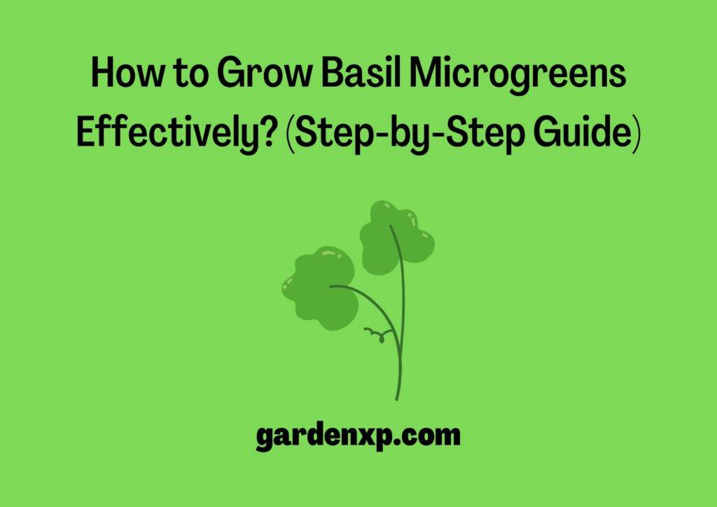 How to Grow Basil Microgreens Effectively? (Step-by-Step Guide)