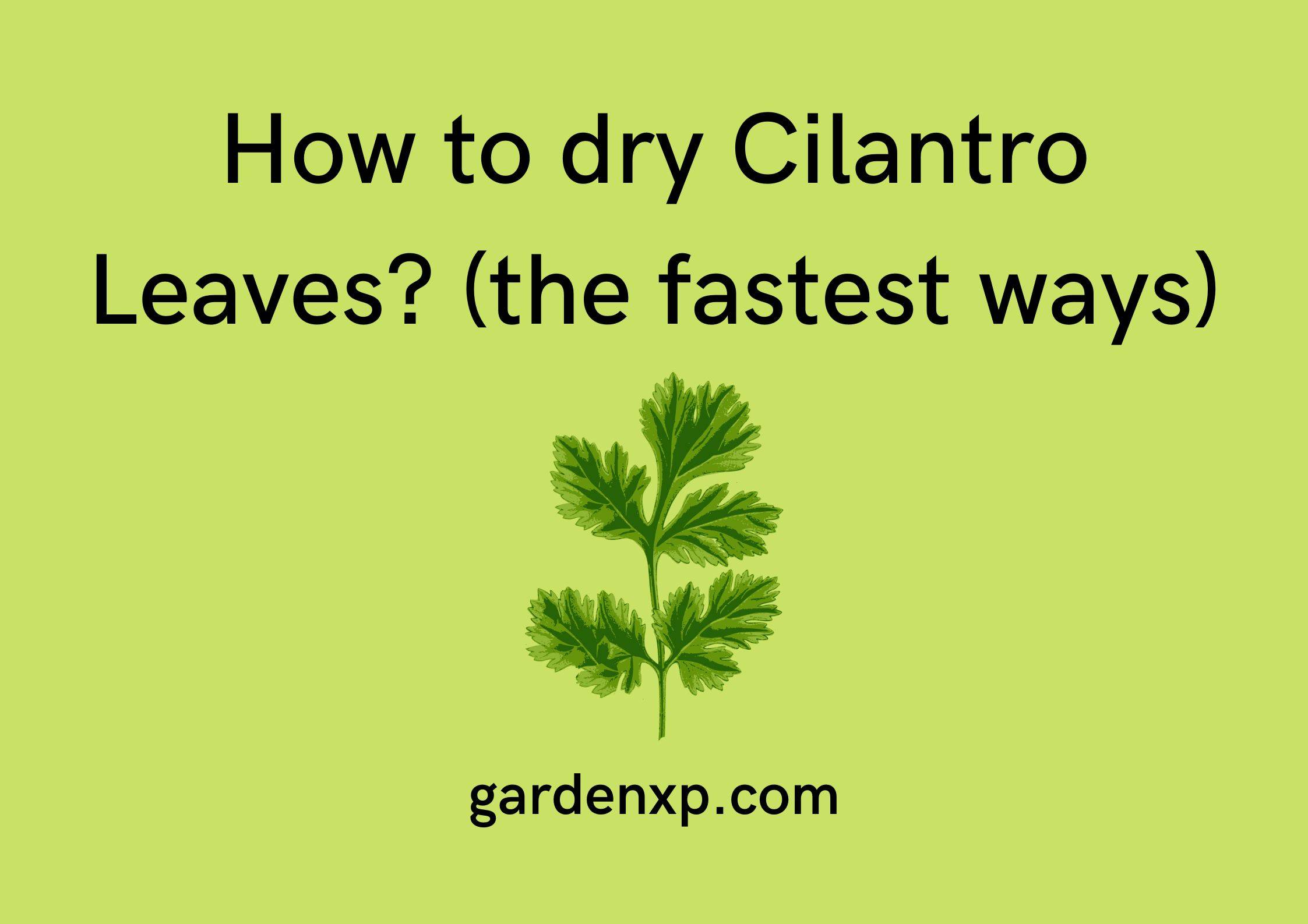 How to dry Cilantro Leaves? (the fastest ways)