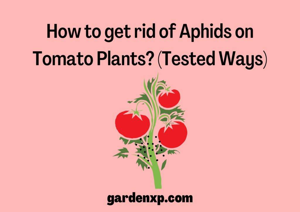 How to get rid of Aphids on Tomato Plants? (Tested Ways)