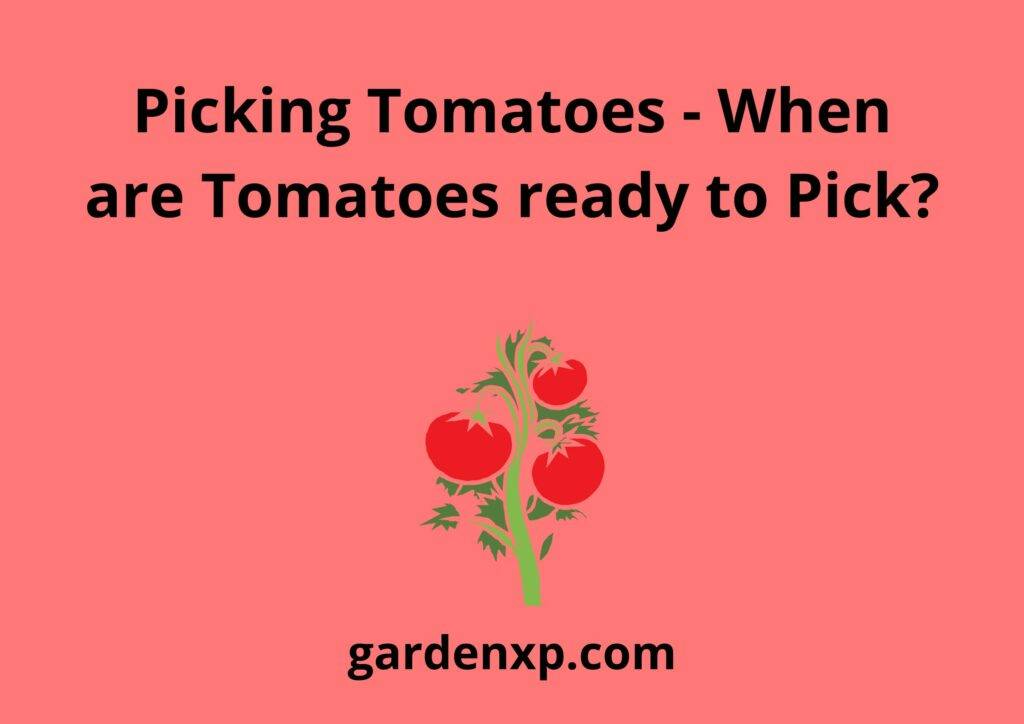 Picking Tomatoes - When are Tomatoes ready to Pick?