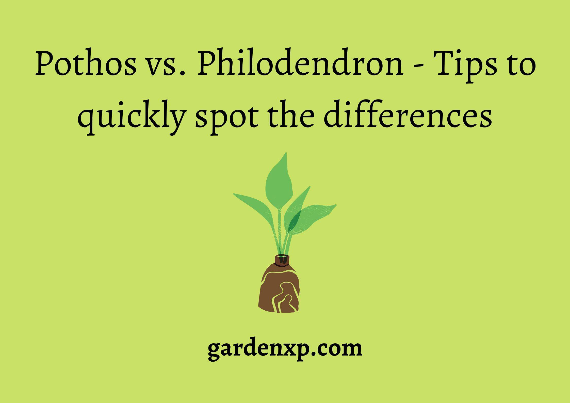 Pothos vs Philodendron - Tips to quickly spot the differences