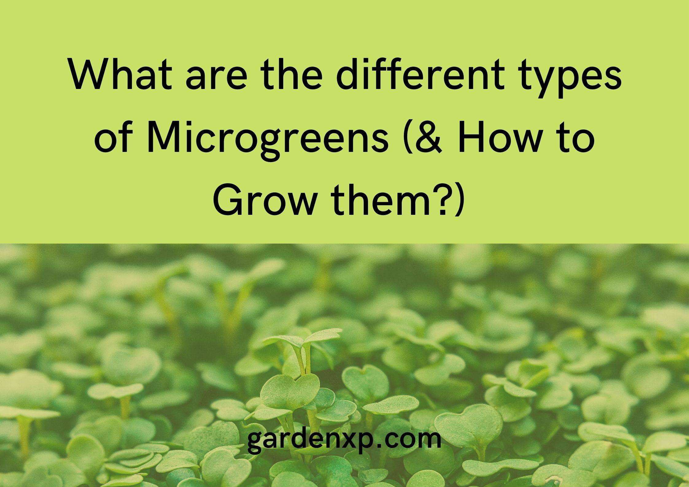 What are the different types of Microgreens? (& How to Grow them?) 