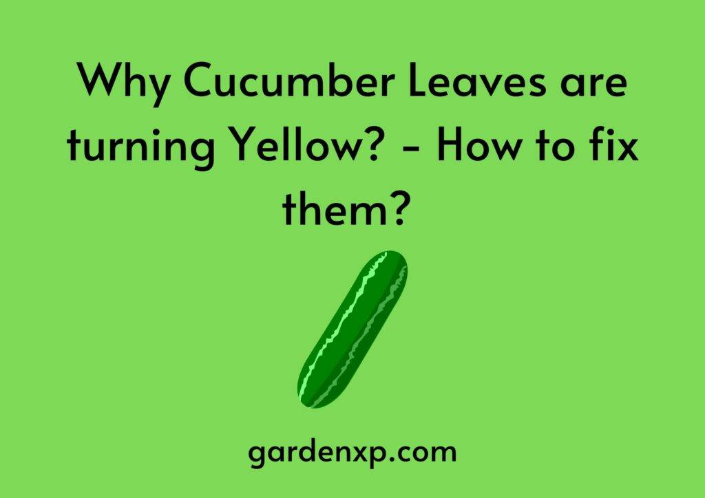 Why Cucumber Leaves are turning Yellow? - How to fix them? 