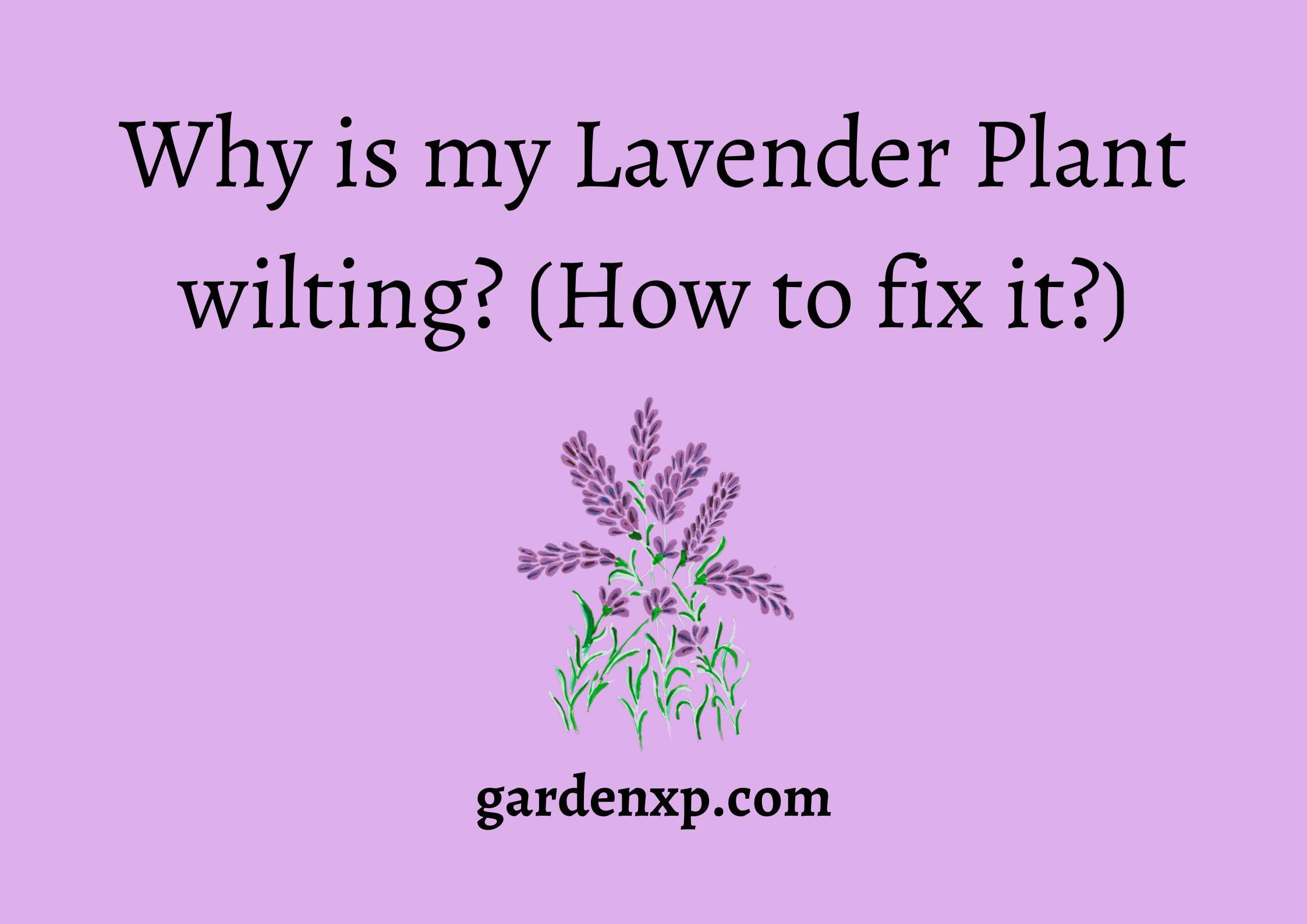 Why is my Lavender Plant wilting? (How to fix it?)