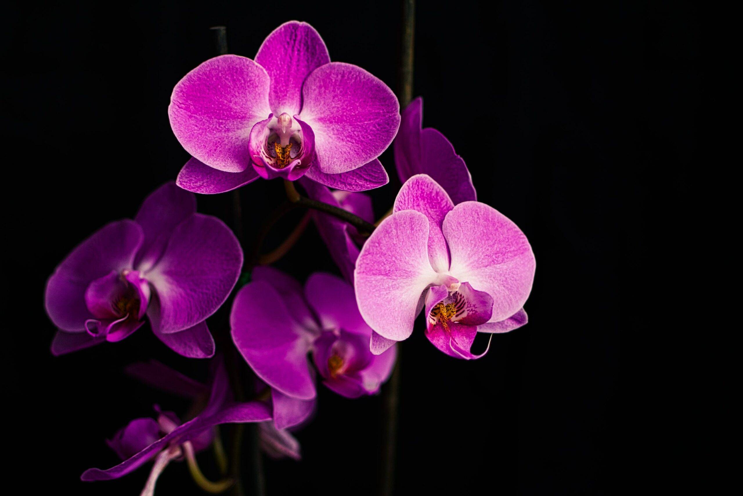 How Often Should I Water My Orchid