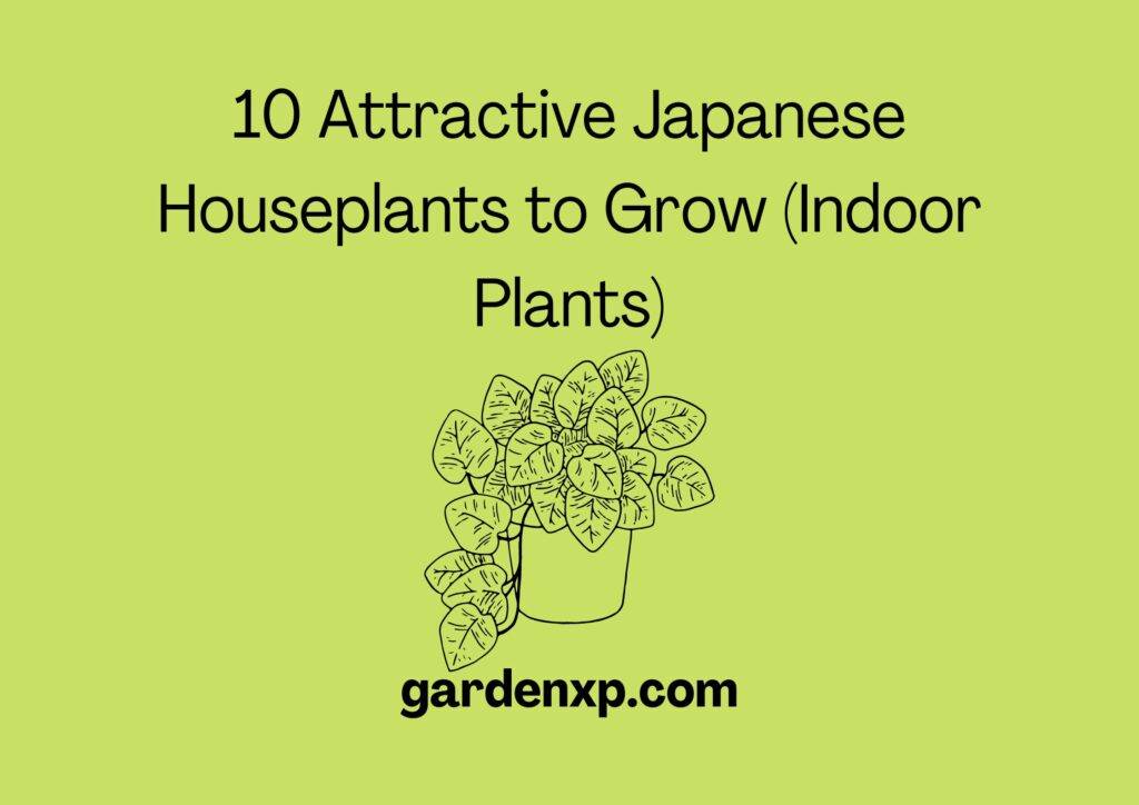 10 Attractive Japanese Houseplants to Grow (Indoor Plants)