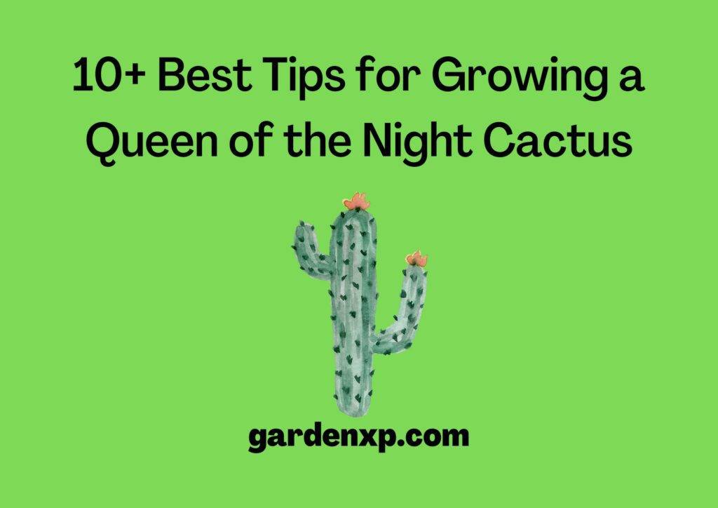 10+ Best Tips for Growing a Queen of the Night Cactus