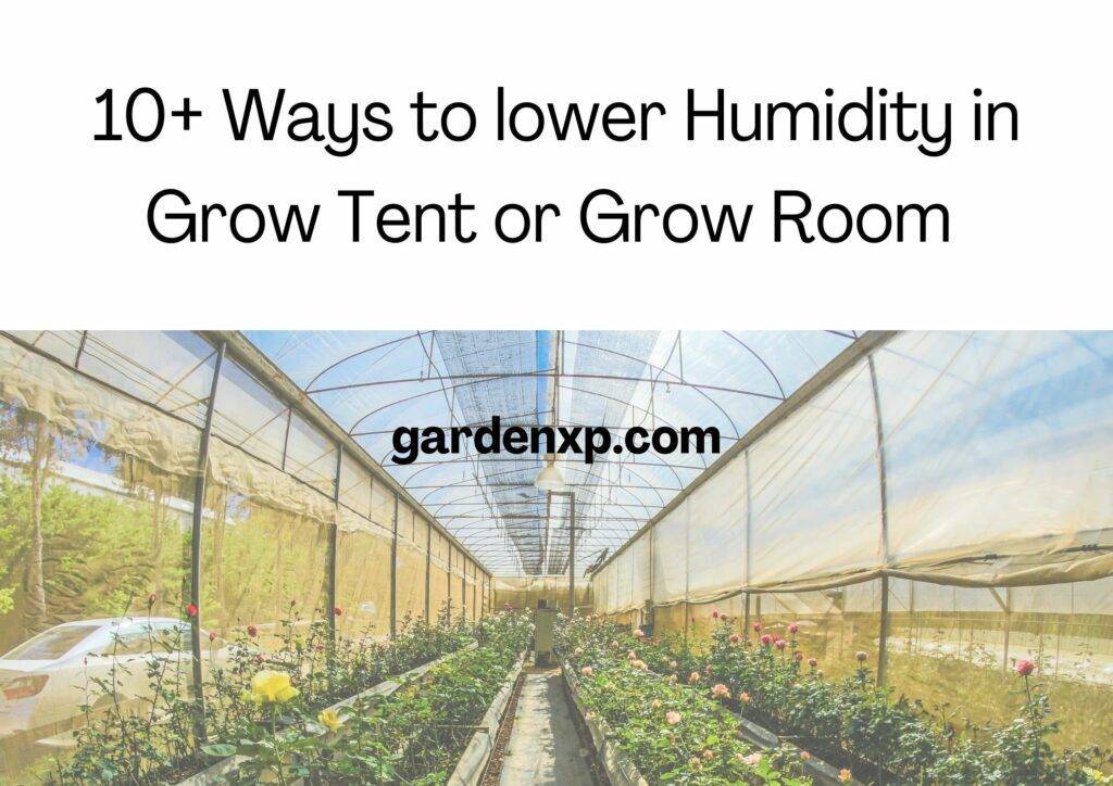 10+ Ways to lower Humidity in Grow Tent or Grow Room 