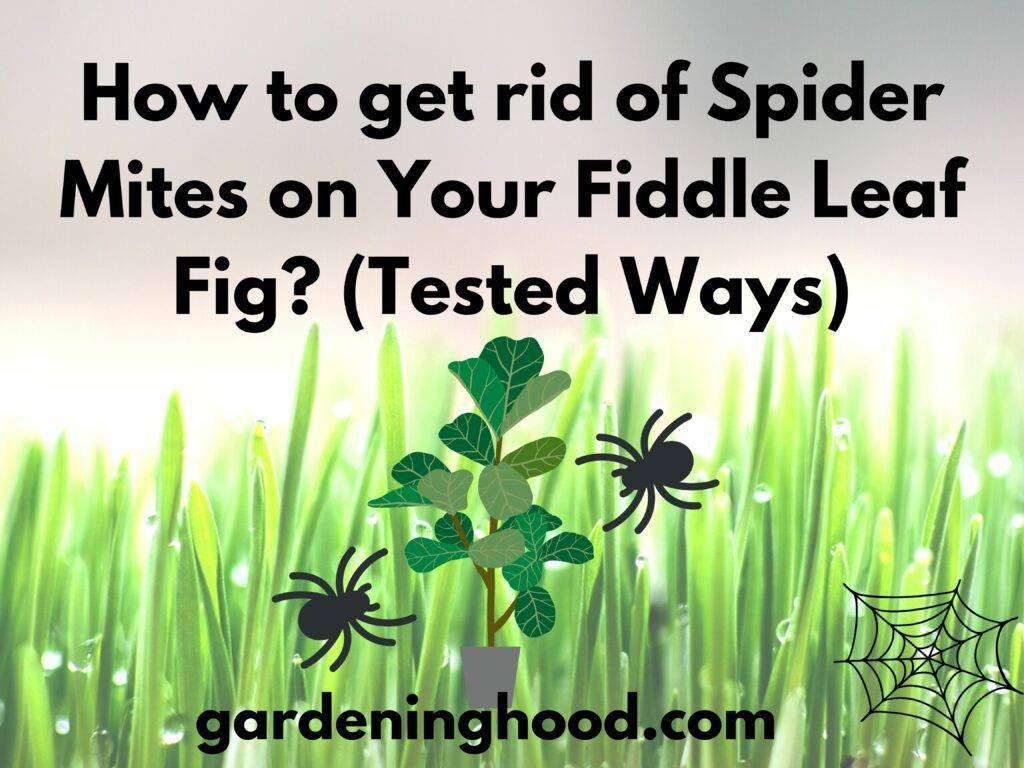How to get rid of Spider Mites on Your Fiddle Leaf Fig? (Tested Ways)