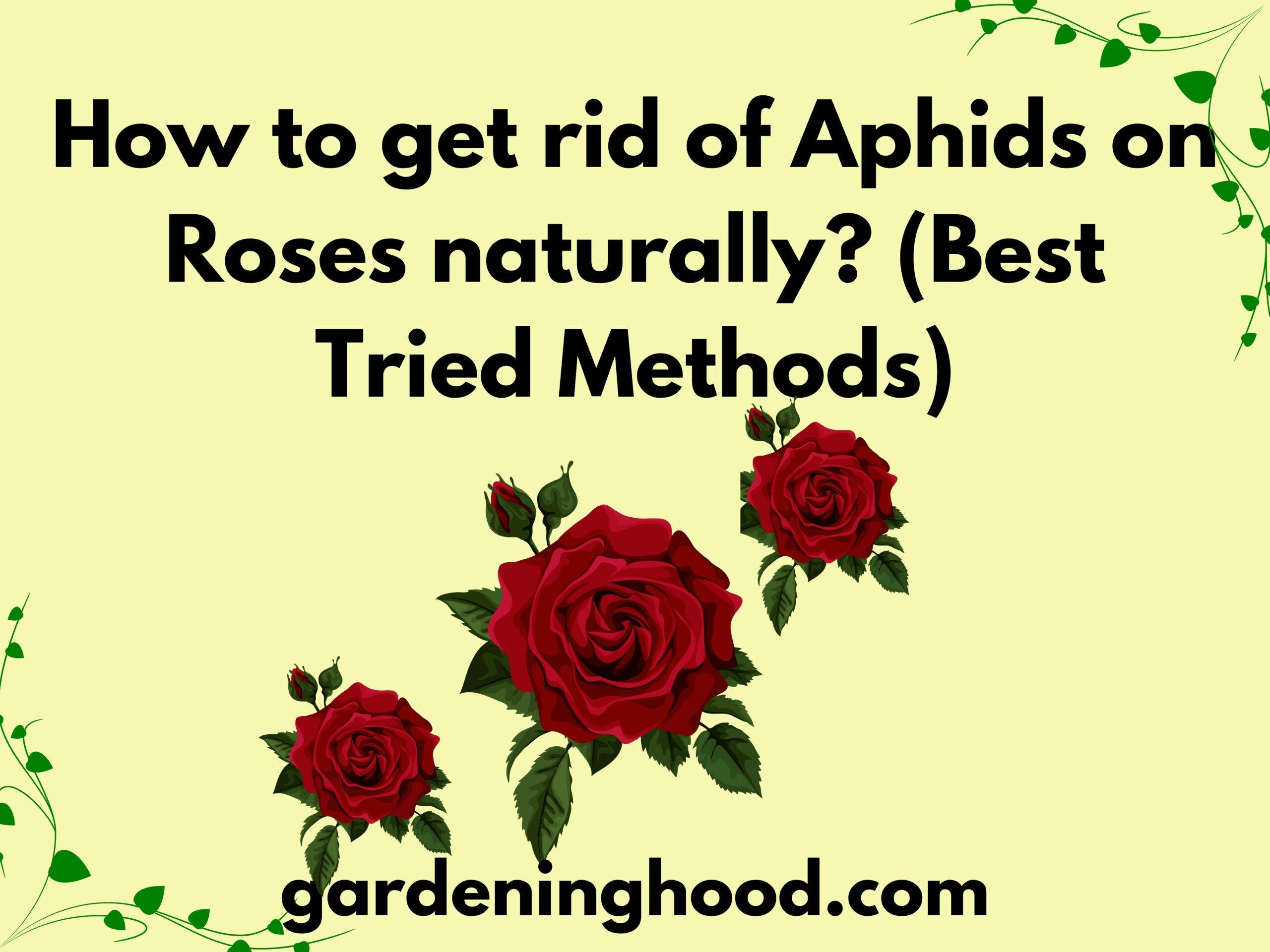 How to get rid of Aphids on Roses naturally? (Best Tried Methods)