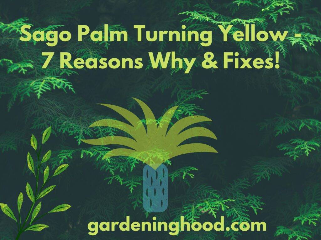 Sago Palm Turning Yellow - 7 Reasons Why & Fixes!