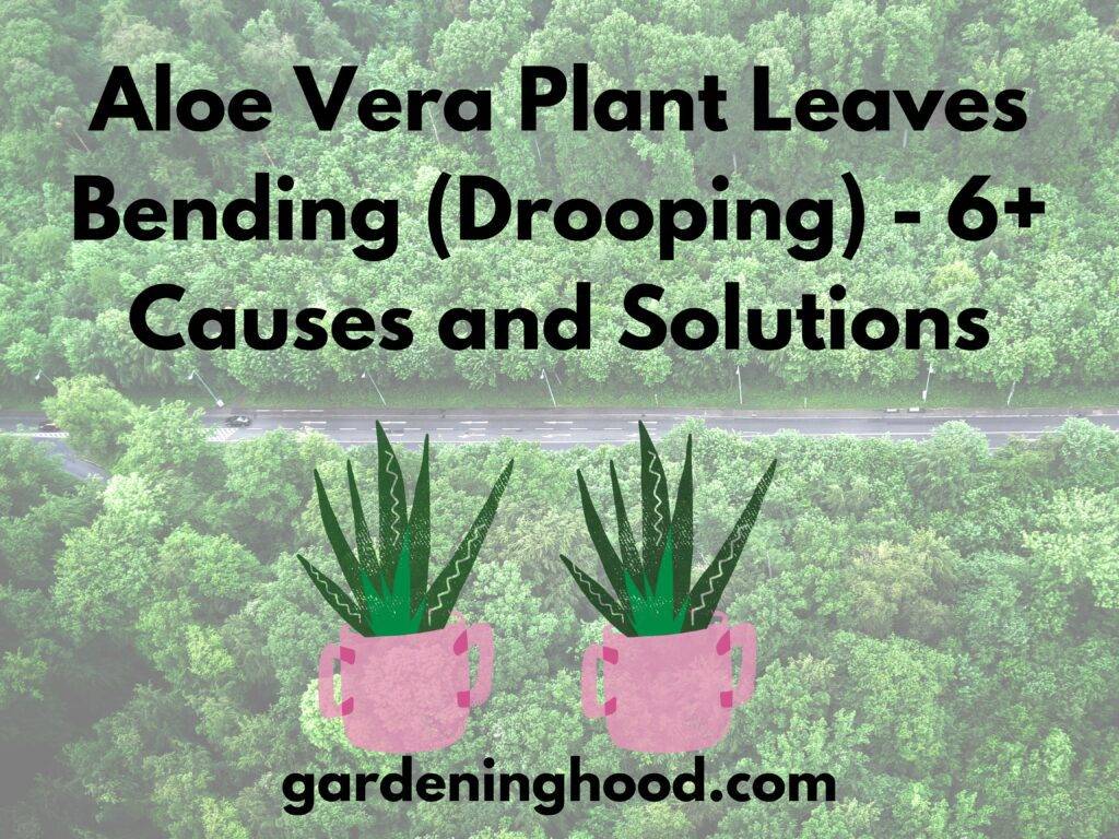 Aloe Vera Plant Leaves Bending (Drooping) - 6+ Causes and Solutions