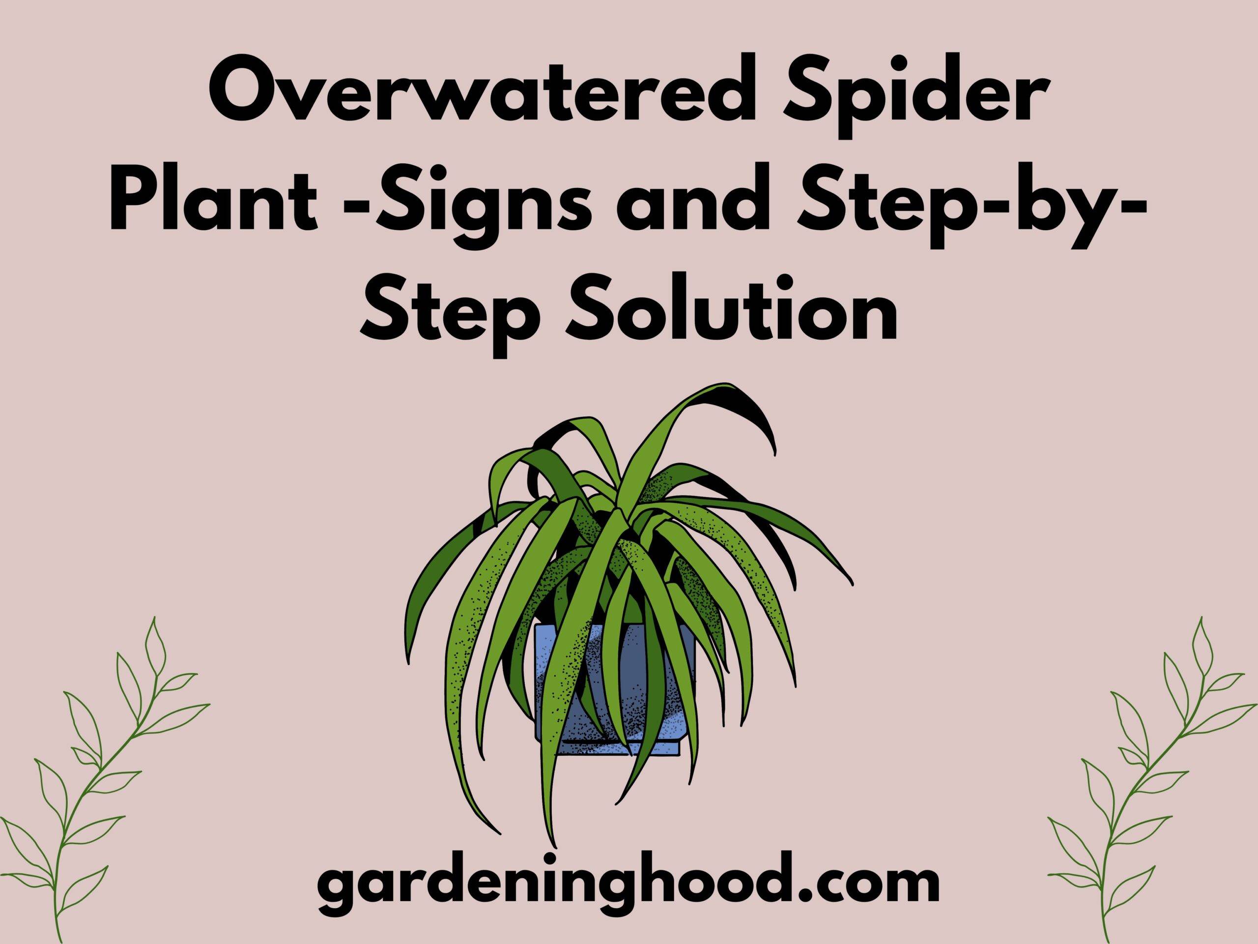 Overwatered Spider Plant -Signs and Step-by-Step Solution