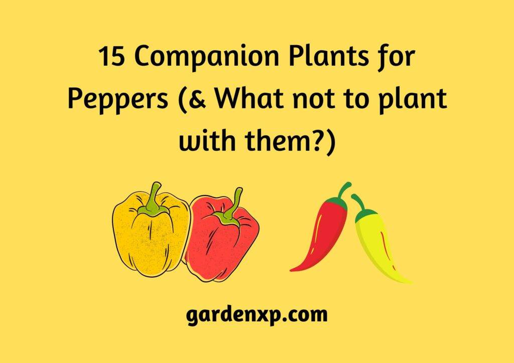 15 Companion Plants for Peppers (& What not to plant with them?)