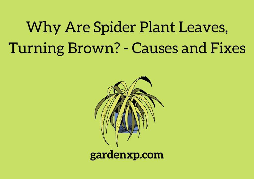 Why Are Spider Plant Leaves Turning Brown? - Causes and Fixes