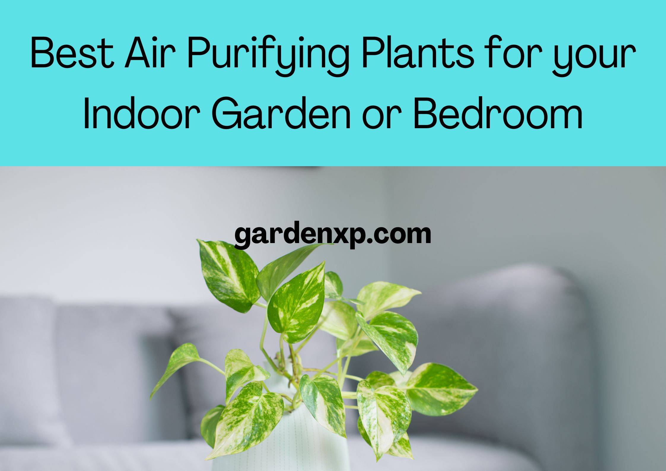 Best Air Purifying Plants for your Indoor Garden or Bedroom