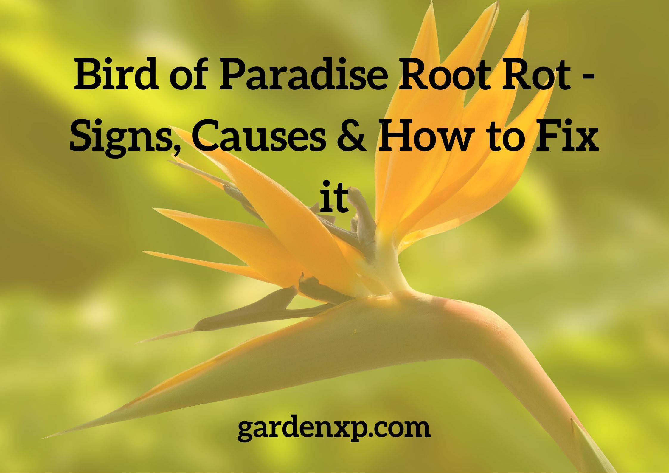 Bird of Paradise Root Rot - Signs, Causes & How to Fix it