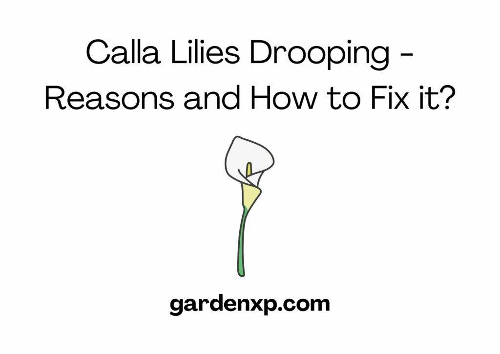 Calla Lilies Drooping - Reasons and How to Fix it?
