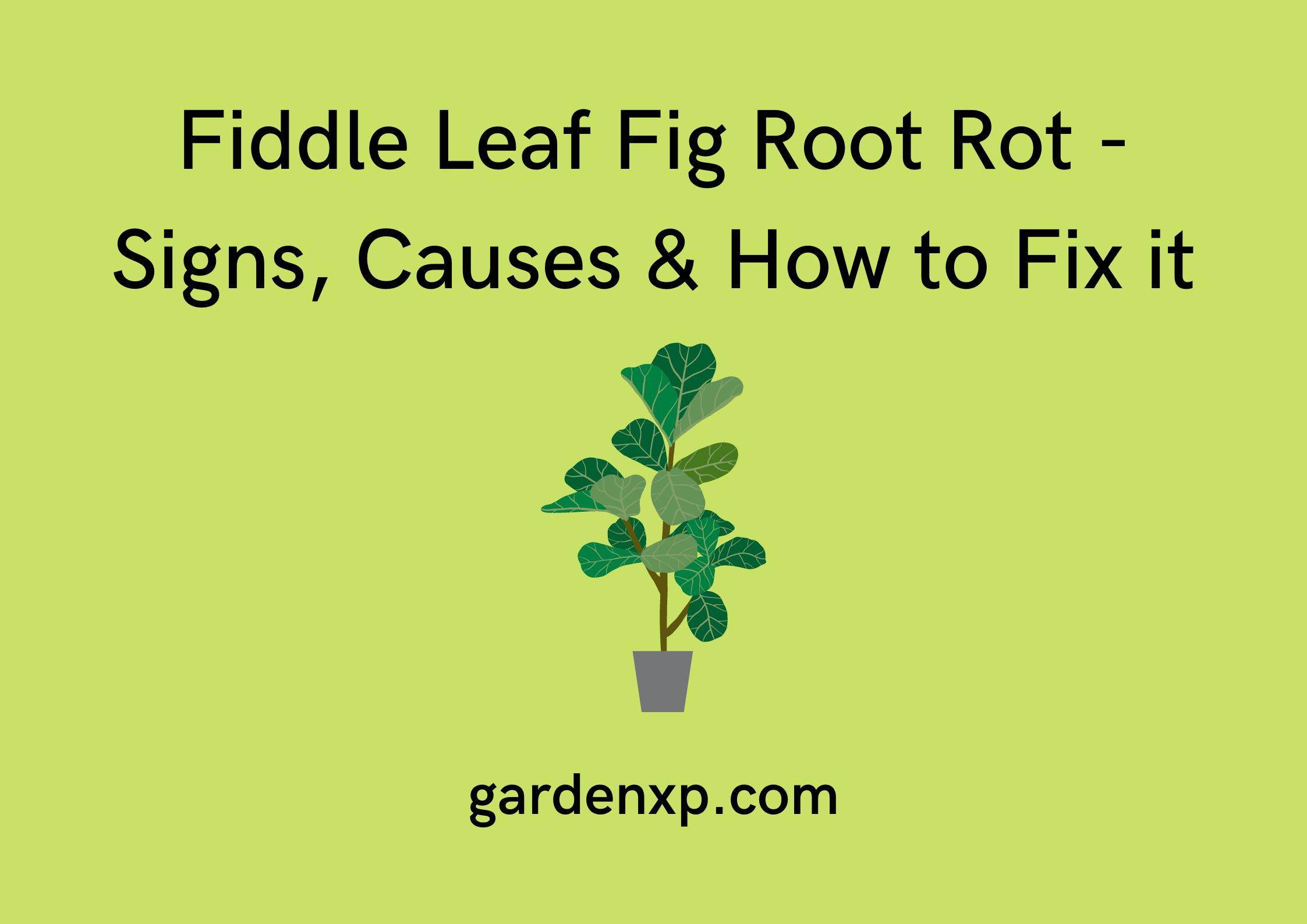 Fiddle Leaf Fig Root Rot - Signs Causes & How to Fix it