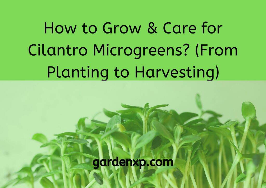 How to Grow & Care for Cilantro Microgreens? (From Planting to Harvesting)