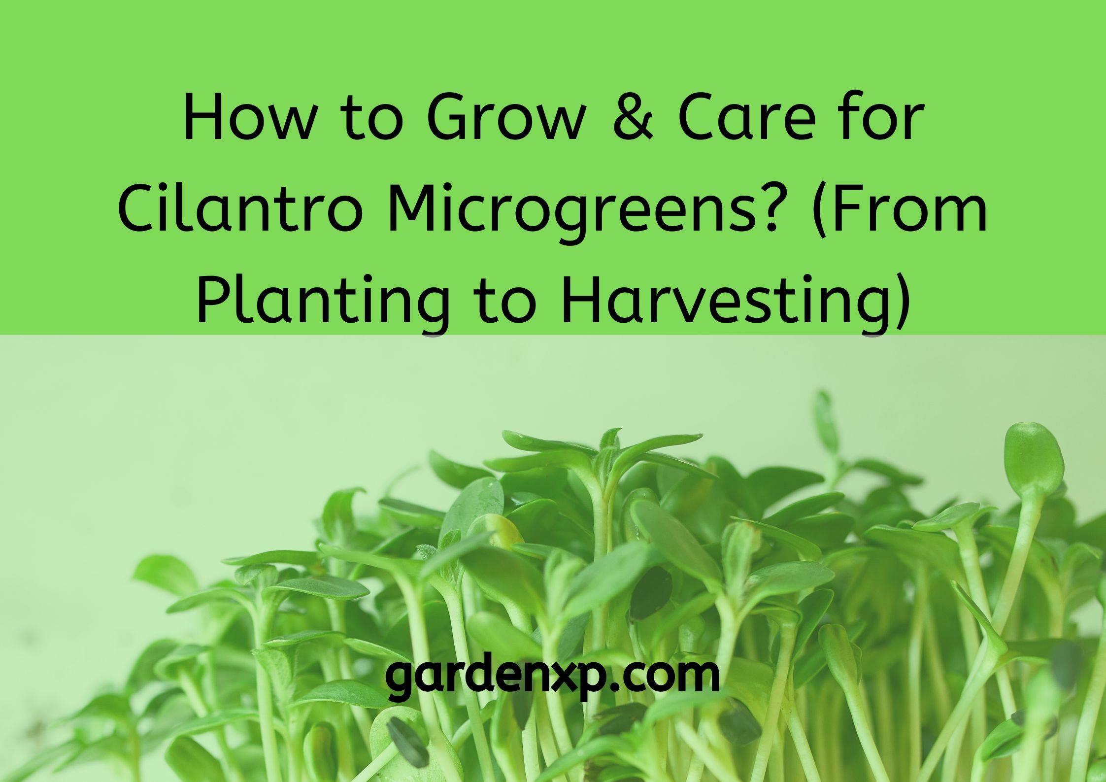 How to Grow & Care for Cilantro Microgreens? (From Planting to Harvesting)